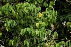Tricalysia hensii