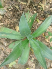 Agave desmettiana