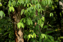 Tricalysia hensii