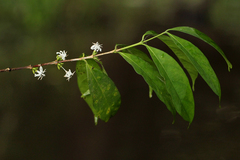 Tricalysia hensii