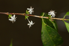 Tricalysia hensii