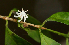 Tricalysia hensii