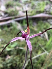 Caladenia versicolor