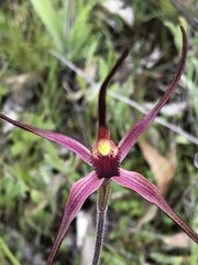 Caladenia versicolor