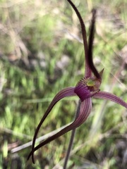 Caladenia versicolor