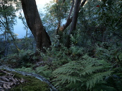 Astrotricha floccosa