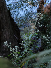 Astrotricha floccosa