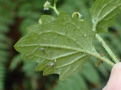 Dichrocephala integrifolia