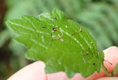 Dichrocephala integrifolia