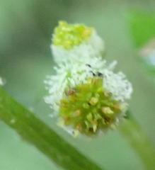 Dichrocephala integrifolia