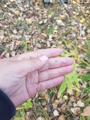 Melica turczaninowiana