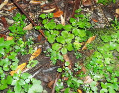 Dichrocephala integrifolia