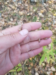 Melica turczaninowiana