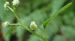 Dichrocephala integrifolia