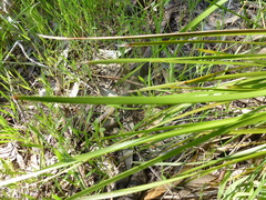 Lomandra densiflora