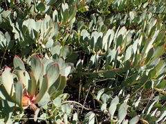 Leucadendron arcuatum