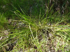 Lomandra densiflora
