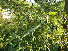 Phyllostachys nigra