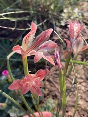 Gladiolus hyalinus