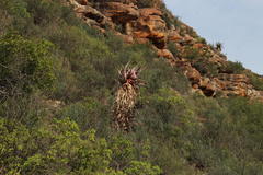 Aloe comosa