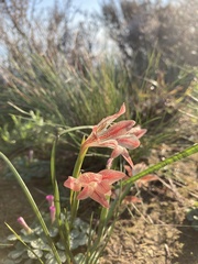 Gladiolus hyalinus