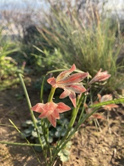 Gladiolus hyalinus