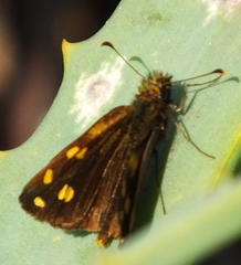 Metisella metis paris