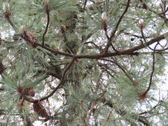 Pinus devoniana