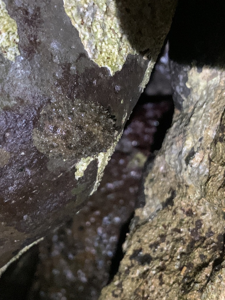Hawaiian Warty Slug