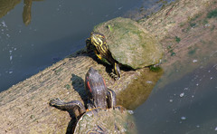 Trachemys scripta troostii