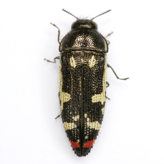 Acmaeodera amabilis