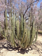 Lophocereus schottii