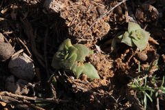 Crassula setulosa setulosa