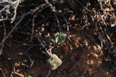 Crassula setulosa setulosa