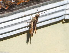 Chorthippus maritimus