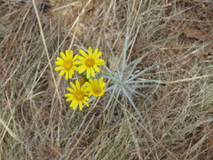 Senecio stoechadiformis