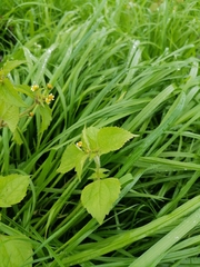 Galinsoga quadriradiata