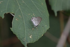Sinthusa chandrana