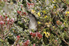 Western Bristlebird photo 5