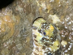 Entomacrodus marmoratus