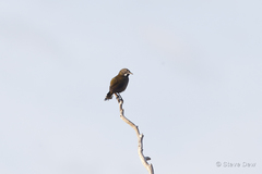 Psophodes nigrogularis