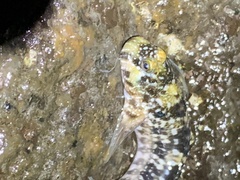 Entomacrodus marmoratus