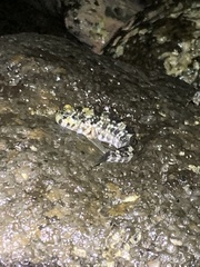 Entomacrodus marmoratus