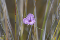 Thysanotus multiflorus
