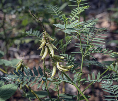 Astragalus falcatus