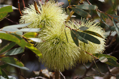 Eucalyptus cornuta