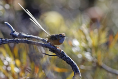 Stipiturus malachurus westernensis