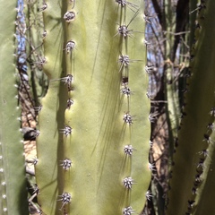 Lophocereus schottii