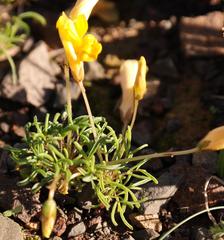 Oxalis leptogramma lutea