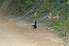 Atrichornis clamosus